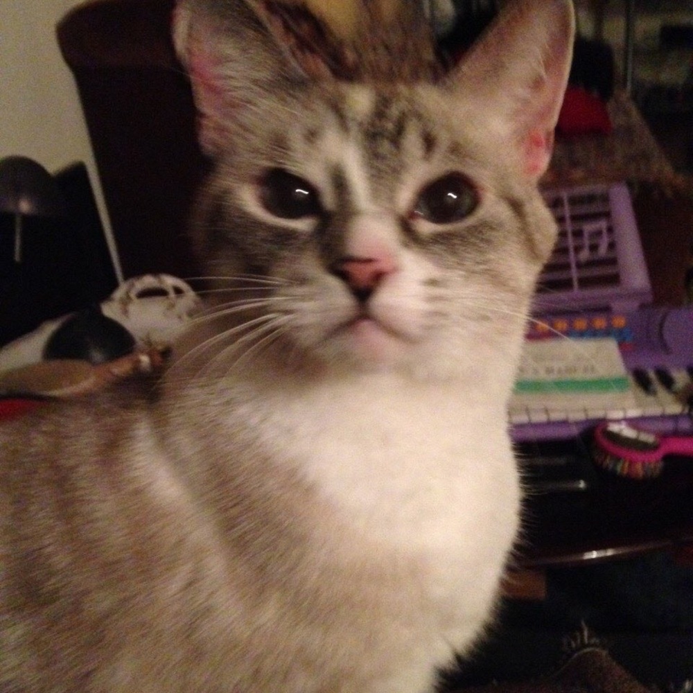 Meet your Posher, Jane